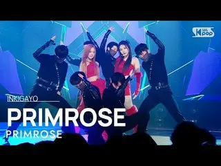 【公式sb1】PRIMROSE_ (プリムローズ) - PRIMROSE_  人気歌謡_  inkigayo 20230129  