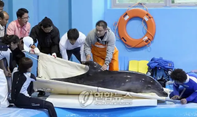 水族館に移されるイルカ＝8日、蔚山（聯合ニュース）