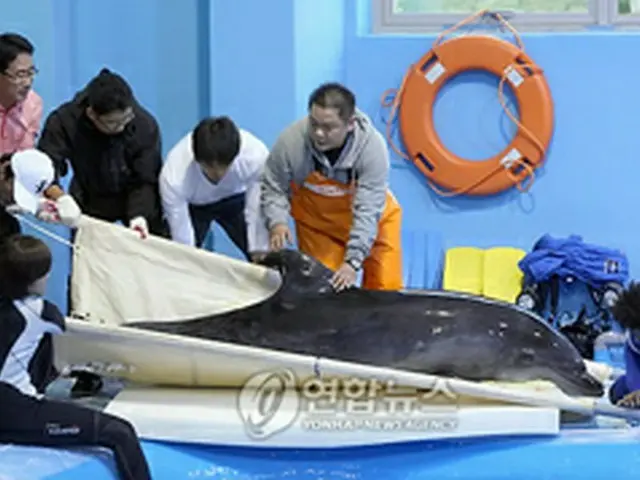 水族館に移されるイルカ＝8日、蔚山（聯合ニュース）