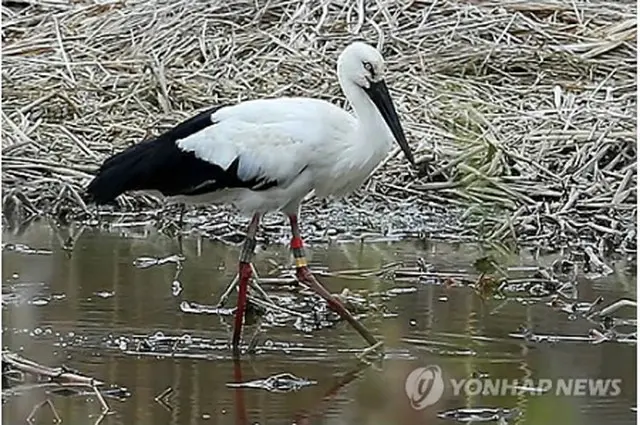 豊岡市から韓国に飛来したコウノトリ（文化財庁提供）＝20日、ソウル（聯合ニュース）