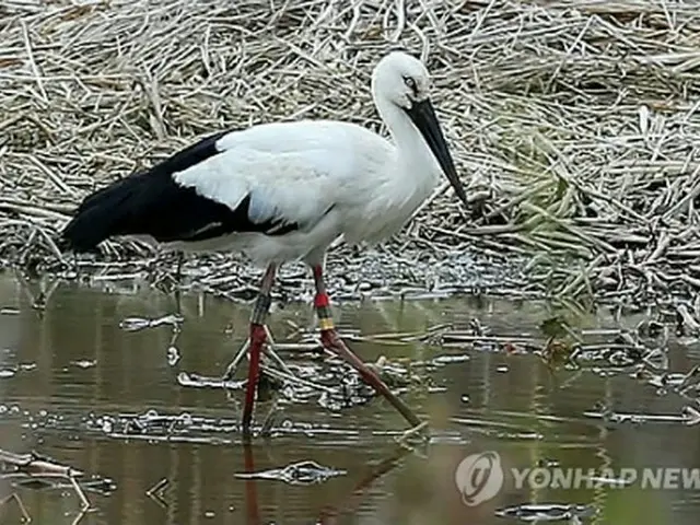 豊岡市から韓国に飛来したコウノトリ（文化財庁提供）＝20日、ソウル（聯合ニュース）