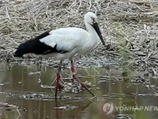 兵庫県・豊岡で放鳥されたコウノトリ　韓国に初めて飛来