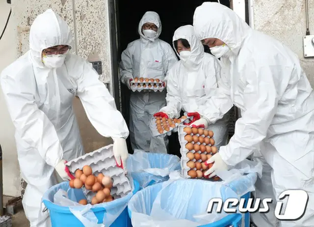 韓国政府は21日、“殺虫剤汚染卵”事態で確認された49の非適合農場卵の流通段階に沿って、販売業者1617か所を調査し、451万1929個の卵を差し押さえ・廃棄処分したと明らかにした。