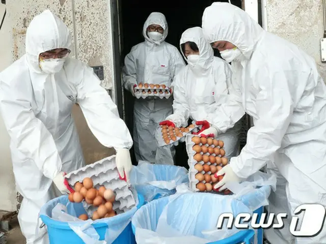 韓国政府は21日、“殺虫剤汚染卵”事態で確認された49の非適合農場卵の流通段階に沿って、販売業者1617か所を調査し、451万1929個の卵を差し押さえ・廃棄処分したと明らかにした。