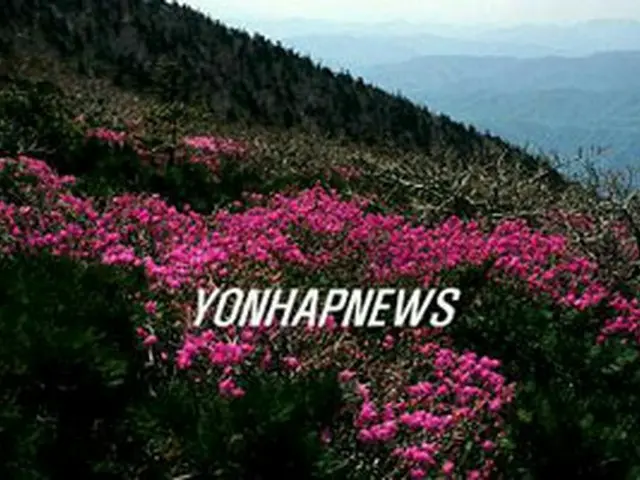 ツツジの花が咲く智異山＝（聯合）