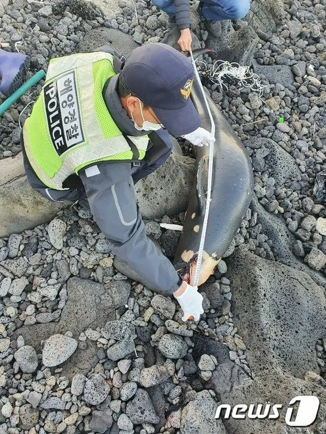 6日、韓国済州市の海岸でスナメリの死骸が発見され、海洋警察が収拾している（画像提供:wowkorea）