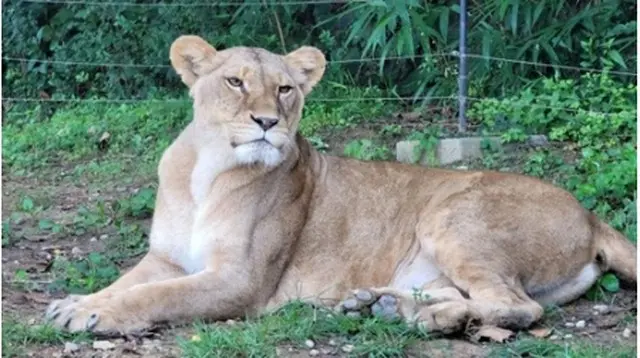 多摩動物公園に贈られた雌ライオン＝（聯合ニュース）