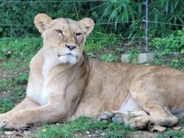 多摩動物公園に贈られた雌ライオン＝（聯合ニュース）