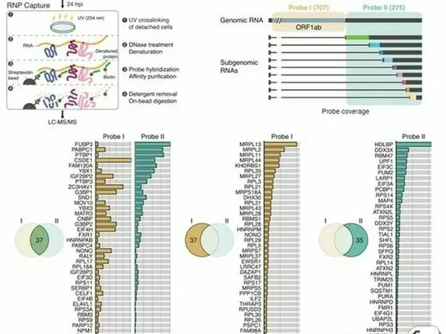 韓国研究陣、コロナウイルス抑制するタンパク質を発見（画像提供:wowkorea）