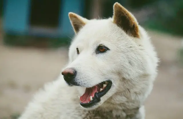 飼っていた珍島犬に噛まれて「指を切断」…また犬に噛まれる事故発生＝韓国（この写真は記事と直接関係ありません、画像提供:wowkorea）