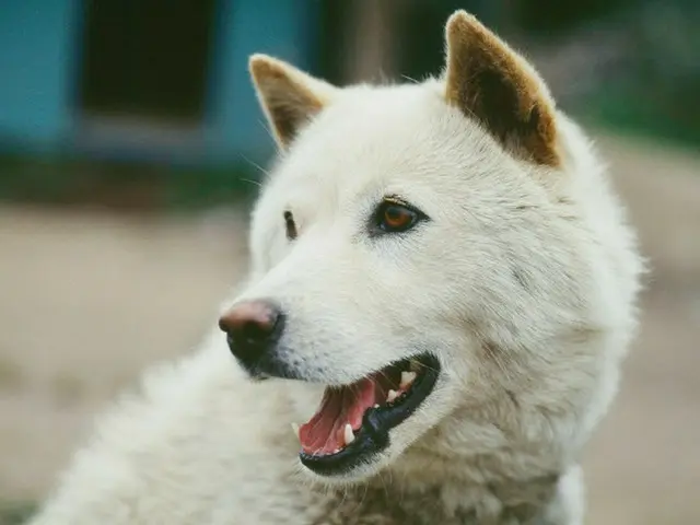 飼っていた珍島犬に噛まれて「指を切断」…また犬に噛まれる事故発生＝韓国（この写真は記事と直接関係ありません、画像提供:wowkorea）