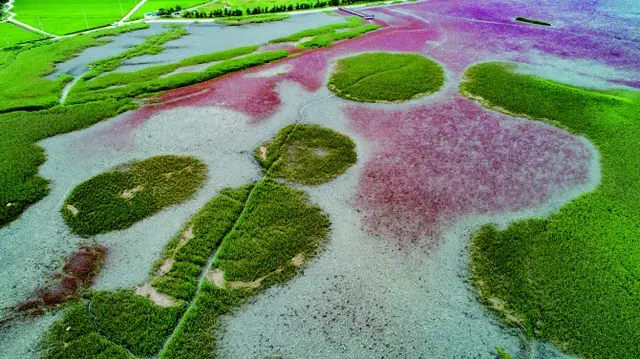 「韓国の干潟」、ユネスコの世界自然遺産に登録（画像提供:wowkorea）