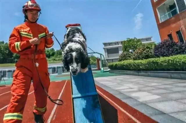 四川省「汶川地震」で13人の命を救った救助犬「ビンジエ」が亡くなる＝中国報道（画像提供:wowkorea）