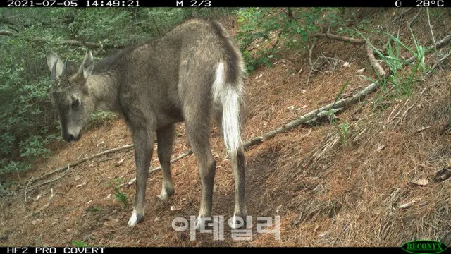 絶滅危機の山羊、都心のソウル安山で発見＝韓国（画像提供:wowkorea）