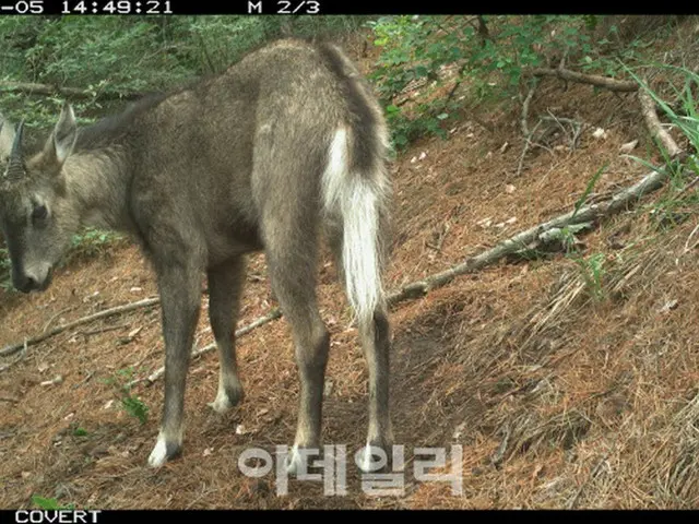 絶滅危機の山羊、都心のソウル安山で発見＝韓国（画像提供:wowkorea）