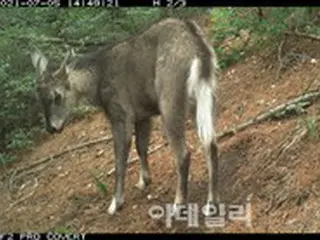 絶滅危機の山羊、都心のソウル安山で発見＝韓国