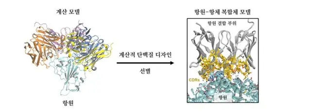 韓国の研究チーム、「汎用コロナ中和抗体」を開発…オミクロン株にも効果（画像提供:wowkorea）