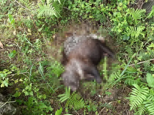 済州の動物園から脱走した“ヤマアラシ”、死体で発見される…餓死と推定（画像提供:wowkorea）