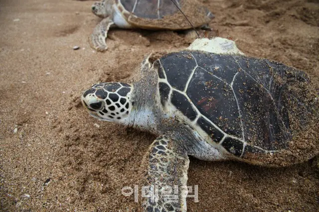 日本で絶滅危惧種のウミガメ数十匹がナイフで刺されて発見（画像提供:wowkorea）