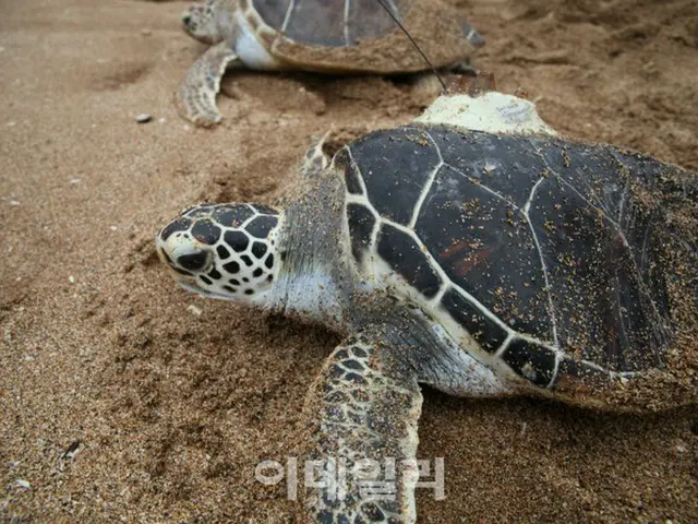 日本で絶滅危惧種のウミガメ数十匹がナイフで刺されて発見（画像提供:wowkorea）