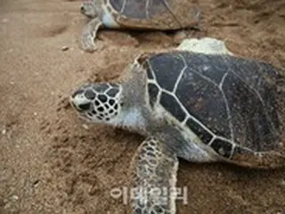 日本で絶滅危惧種のウミガメ数十匹がナイフで刺されて発見