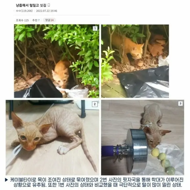 猫の虐待写真をネット投稿した男、その母親は「うちの子は虫も殺せない」と擁護発言＝韓国（画像提供:wowkorea）