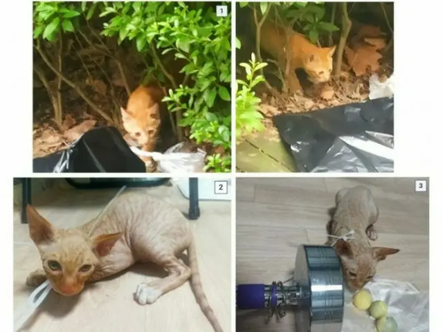 猫の虐待写真をネット投稿した男、その母親は「うちの子は虫も殺せない」と擁護発言＝韓国（画像提供:wowkorea）