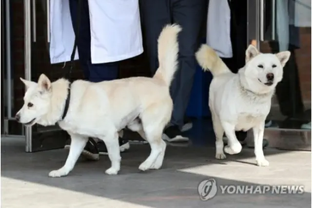 北朝鮮の金正恩氏から贈られた豊山犬2匹（資料写真）＝（聯合ニュース）