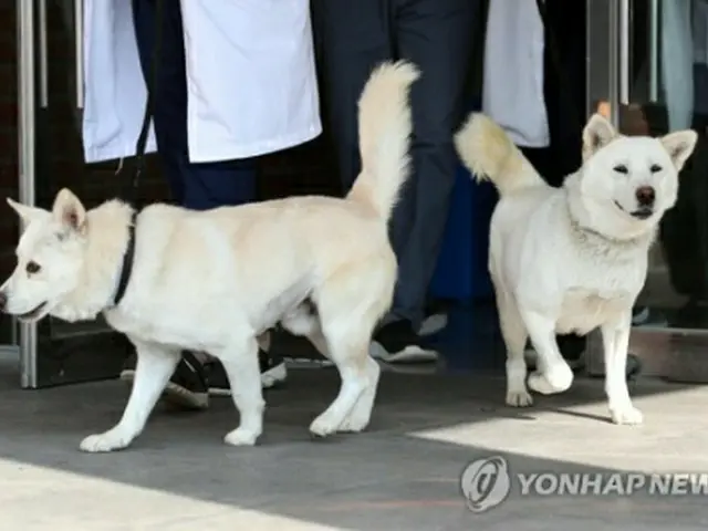 北朝鮮の金正恩氏から贈られた豊山犬2匹（資料写真）＝（聯合ニュース）