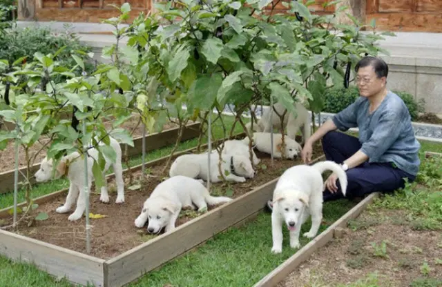 文前大統領が返還した豊山犬…きょう光州市の動物園に到着（画像提供:wowkorea）