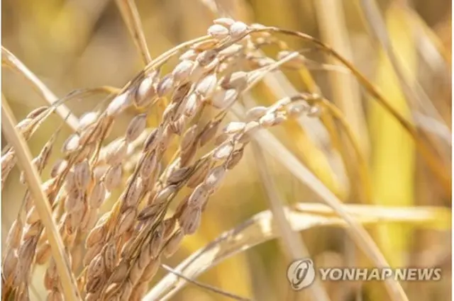 北朝鮮の昨年のコメ作付面積は前年比小幅減少した（資料写真）＝（聯合ニュース）