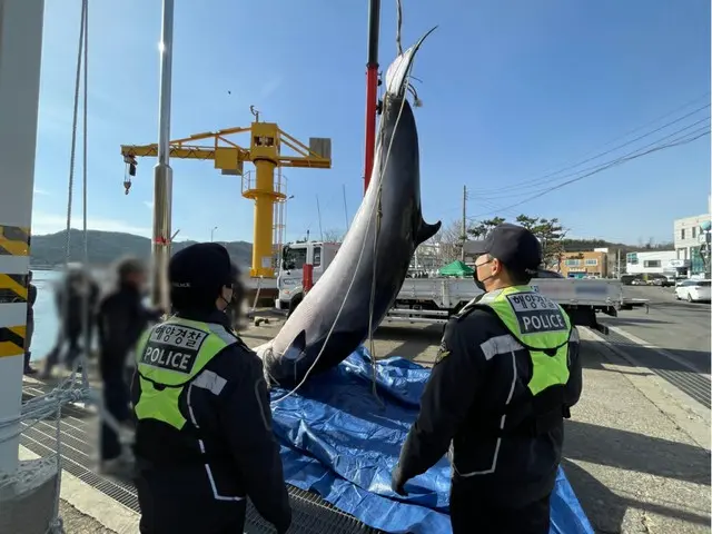 違法に捕獲した鯨を運搬した3人逮捕…捕獲加担者・流通担当追跡＝韓国（画像提供:wowkorea）