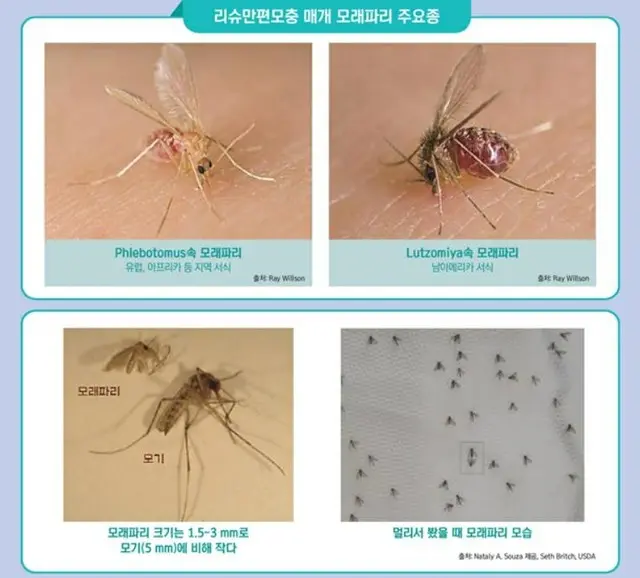 サシチョウバエに刺され感染…「リーシュマニア症」2年ぶりに韓国で確認（画像提供:wowkorea）