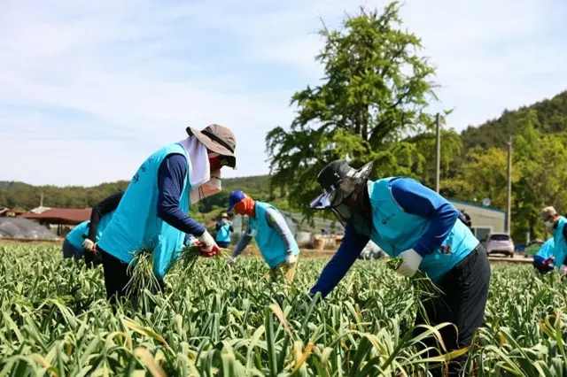 昨年の外国人季節労働者「無断離脱」が1000人を超えた＝韓国