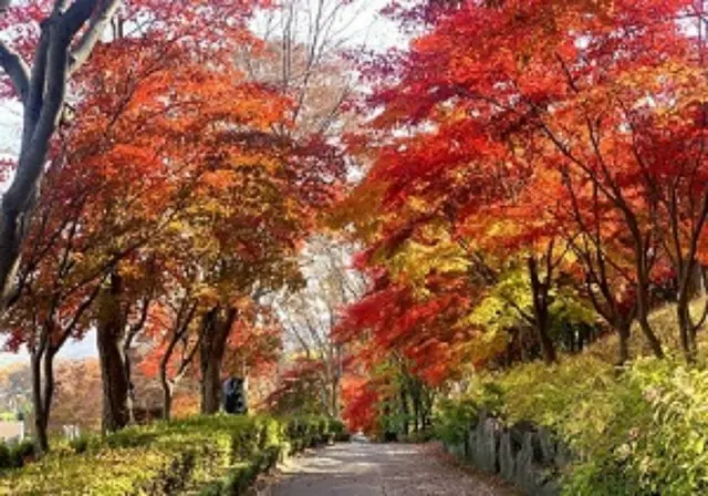 世宗市内の紅葉散策路