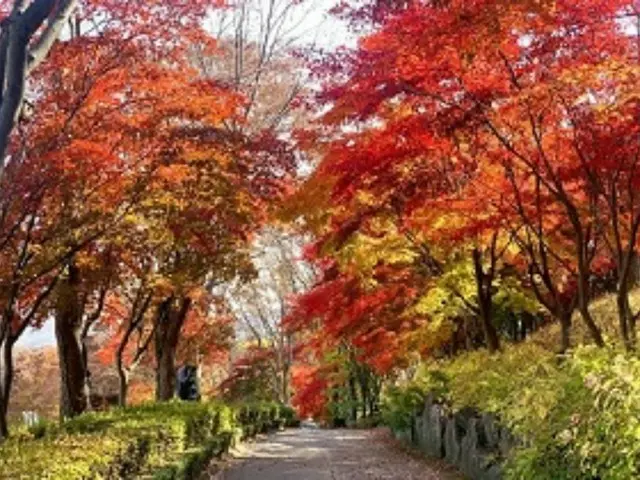 世宗市内の紅葉散策路