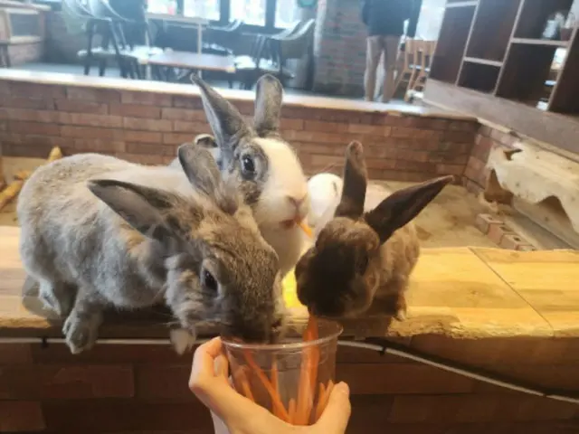 今月14日から動物カフェ「違法」…アライグマ・ミーアキャット、虐待・遺棄の恐れ＝韓国