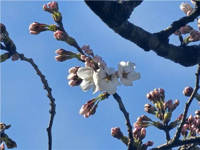 ソウル気象観測所で開花した桜の標本木（気象庁提供）＝（聯合ニュース）≪転載・転用禁止≫