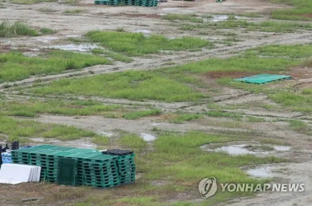 ２０２３年８月１１日、台風の影響であちこちに水たまりができたセマングム＝（聯合ニュース）