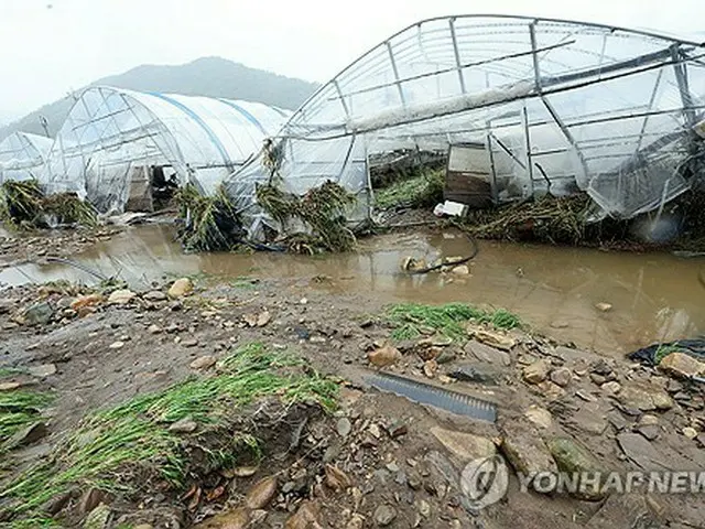 大雨の影響で倒壊した全北特別自治道完州郡のビニールハウス＝１０日、完州（聯合ニュース）