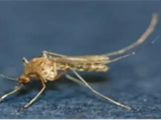 仁川市で今年初めて日本脳炎を媒介する蚊を発見…ウイルスは未検出＝韓国