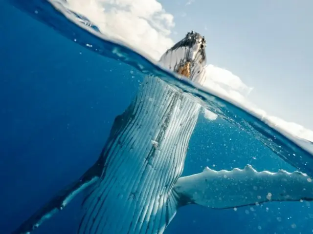 ビットコインのクジラは下落相場を「底値買い」のチャンスとして活用...2日間で蓄積が急増