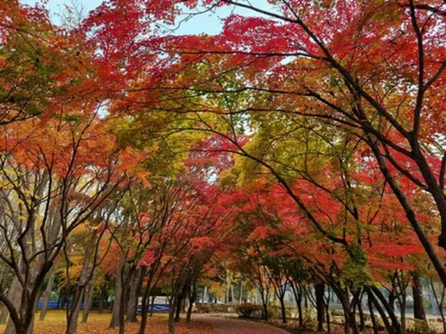 ソウル・梅軒市民の森の紅葉（ソウル市提供）＝（聯合ニュース）≪転載・転用禁止≫