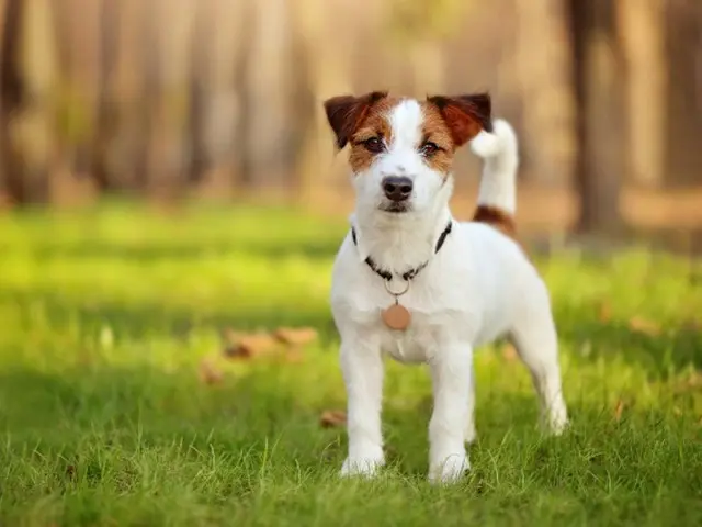 乗務員の「犬はエコノミーに」に仕方なくしたがい、結局「犬が死亡」＝米国