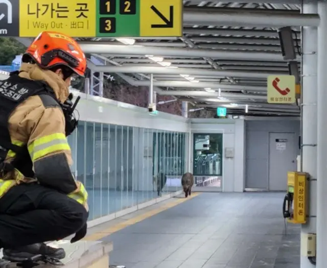 釜山都市鉄道、駅にイノシシ出没…男性一人がけが＝韓国