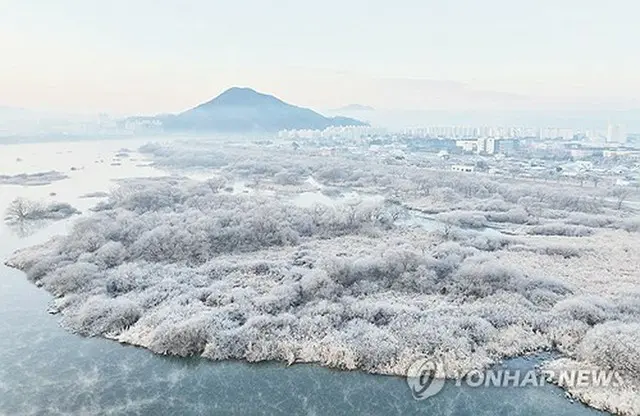 北東部・江原道の昭陽江の川辺が樹氷に覆われている＝１７日、春川（聯合ニュース）