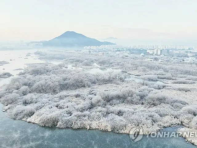 北東部・江原道の昭陽江の川辺が樹氷に覆われている＝１７日、春川（聯合ニュース）