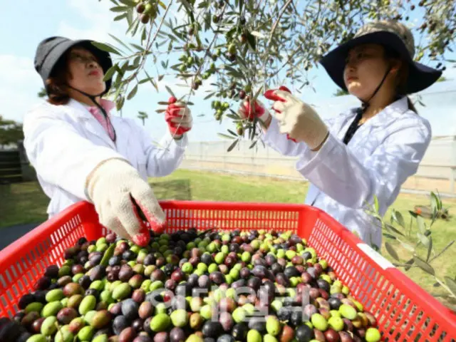 朝鮮半島からリンゴの木がなくなる日が来る…この先どんな果物を食べれば＝韓国報道