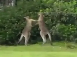 カンガルー同士の喧嘩がかなりすごすぎる動画