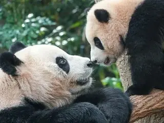 ヘヘ、ママ、今日は短縮授業なんだって〜〜〜>< （戸惑っているパンダのアイバオの集まり）